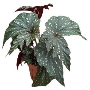 Begonia Aiai
