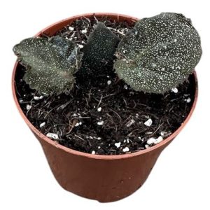 Begonia Taconite