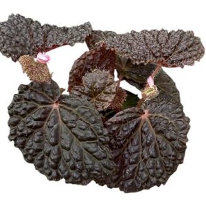 Begonia Baik X Dracopelta