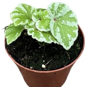 Begonia Temuyuk Silver