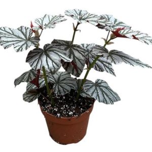 Begonia Looking Glass