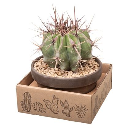 Echinocactus Platyacanthus In Terracotta