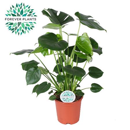 Monstera Deliciosa