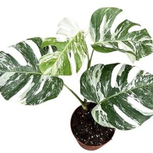 Monstera Deliciosa Variegata