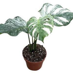 Monstera Devil Monster