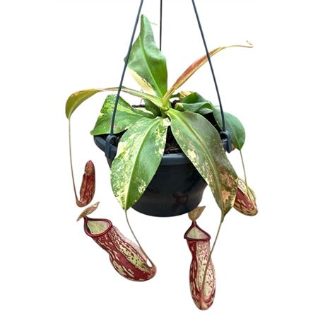 Nepenthes Gaya Variegata