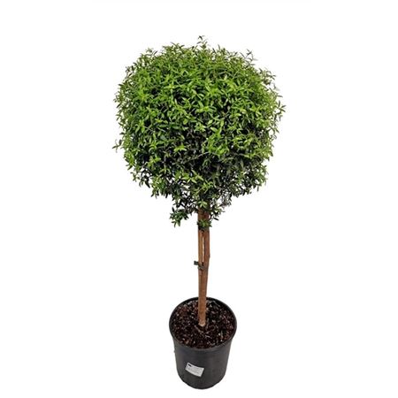 Myrtus Communis On Stem