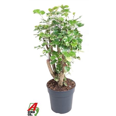 Polyscias Scutellaria Balfourii