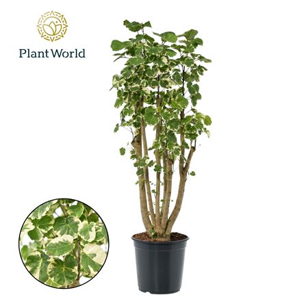 Polyscias Balfouriana Branched (decorum)