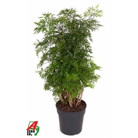 Polyscias Ming Branched