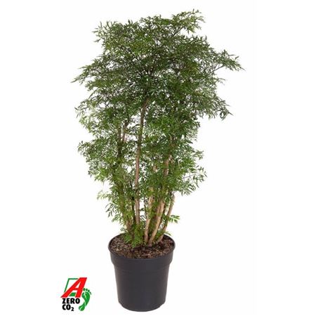 Polyscias Ming Branched