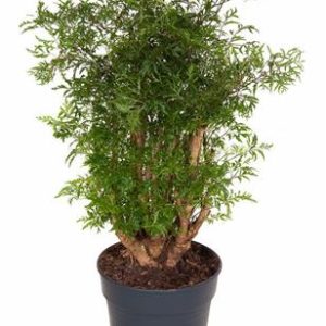 Polyscias Ming Branched