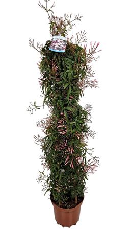 Jasminum Polyanthum Pyramid