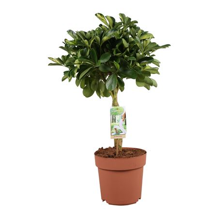 Schefflera Gold Capella Twisted Stem