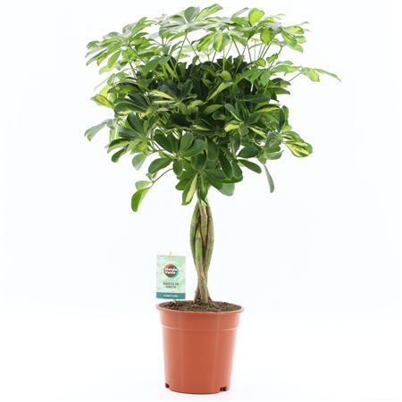 Schefflera Gold Capella Twisted Stem