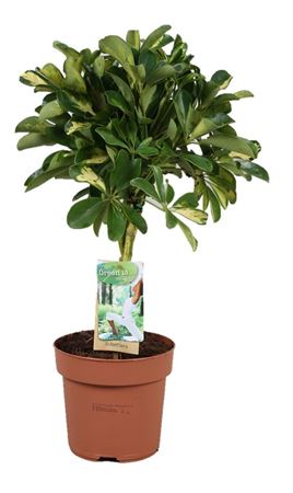 Schefflera Gold Capella Twisted Stem