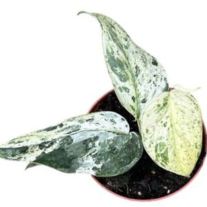 Scindapsus Jade Satin Marble