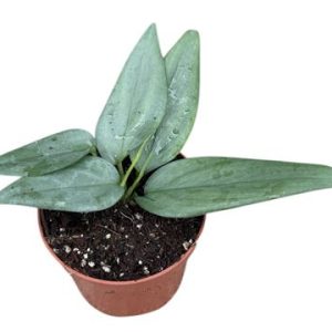 Scindapsus Hederaceus Silver