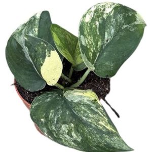 Scindapsus Jade Satin Aurea