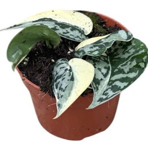 Scindapsus Mayari Variegata