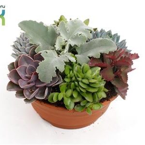 Succulent Mix In Voorjaarss