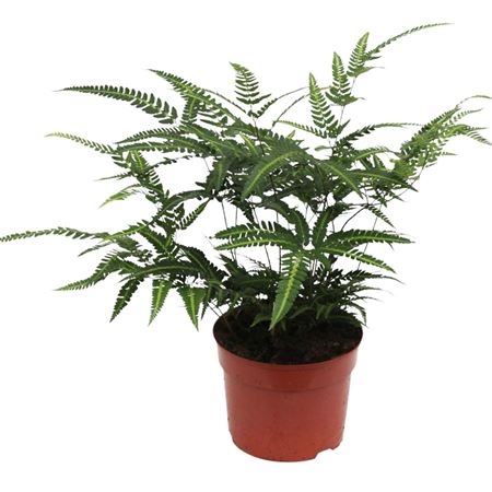 Rumohra Adiantiformis Variegata