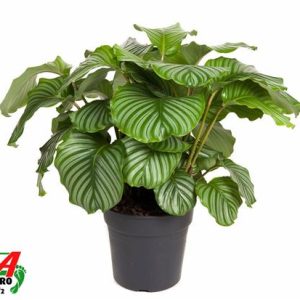 Calathea Orbifolia