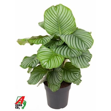 Calathea Orbifolia