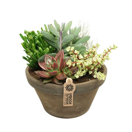 Succulent Arrangement