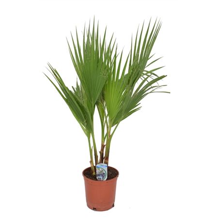 Washingtonia Filifera