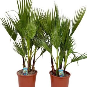 Washingtonia Filifera