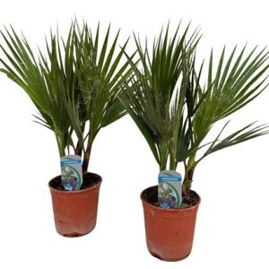 Washingtonia Filifera P14
