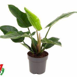 Philodendron Imperial Green