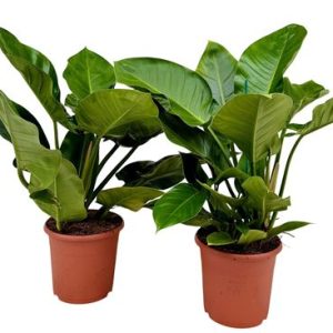 Philodendron Imperial Green