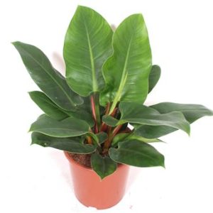 Philodendron Imperial Green