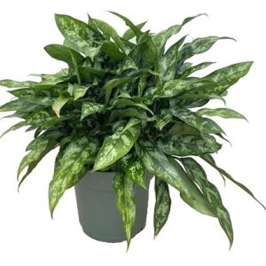 Aglaonema Maria
