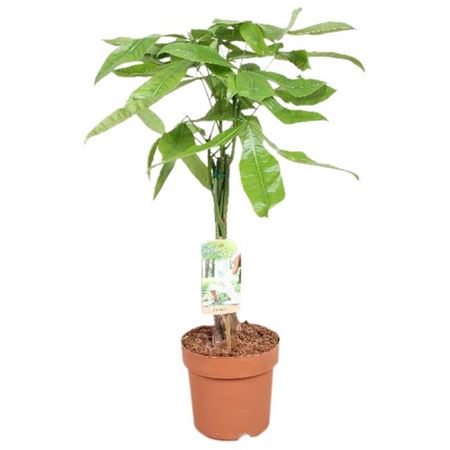 Pachira Aquatica Twisted Stem