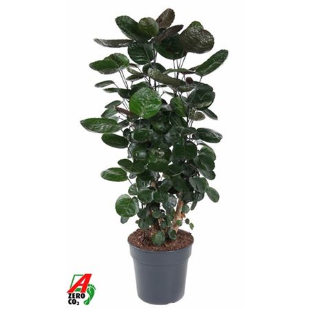 Polyscias Fabian Branched