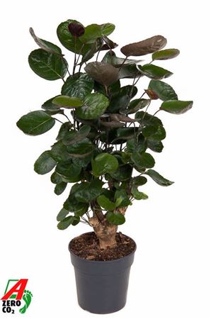 Polyscias Fabian Branched