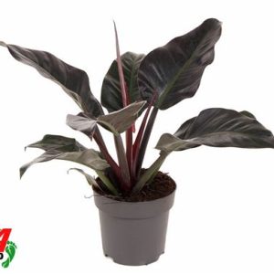 Philodendron Imperial Red