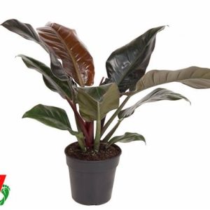 Philodendron Imperial Red