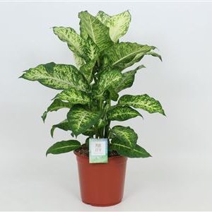 Dieffenbachia Mars