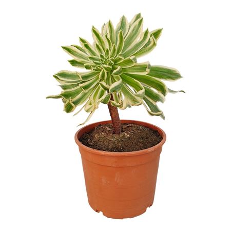 Aeonium Arboreum Albovariegato Potcover
