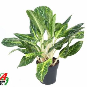 Aglaonema Key Lime