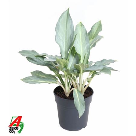 Aglaonema Ghost