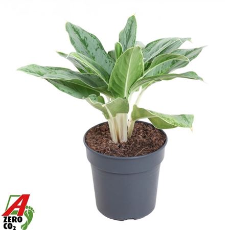Aglaonema Horizon