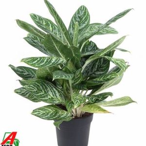 Aglaonema Golden Madonna