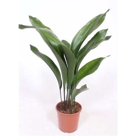 Aspidistra Elatior 10+