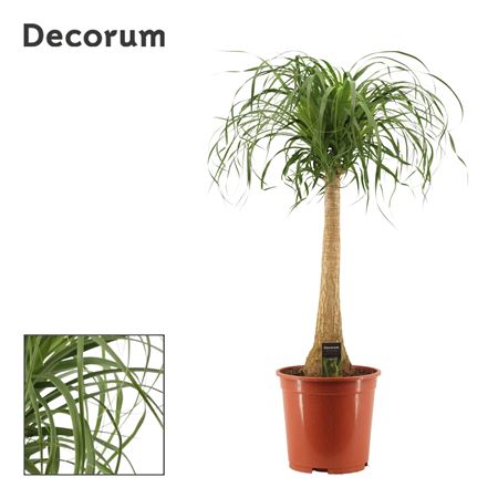 Beaucarnea On Stem (decorum)