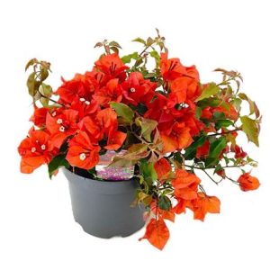 Bougainvillea New Orange